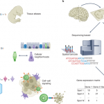 The expanding vistas of spatial transcriptomics