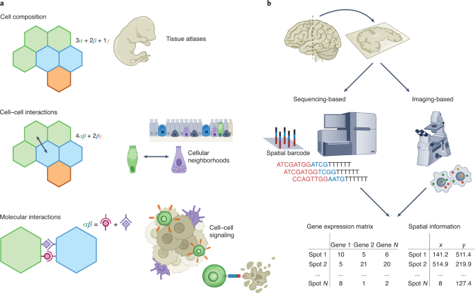 The expanding vistas of spatial transcriptomics