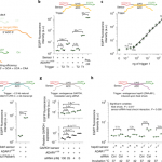 Modular, programmable RNA sensing using ADAR editing in living cells