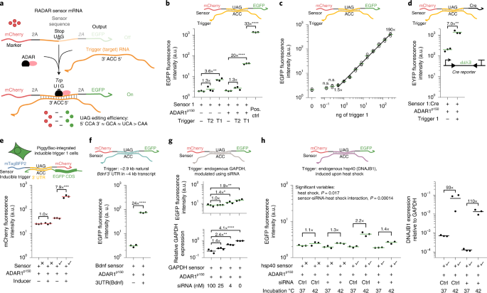 Modular, programmable RNA sensing using ADAR editing in living cells