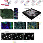 High-plex imaging of RNA and proteins at subcellular resolution in fixed tissue by spatial molecular imaging