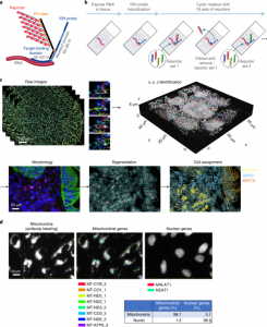 High-plex imaging of RNA and proteins at subcellular resolution in fixed tissue by spatial molecular imaging