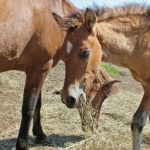 Ojibwe horses are endangered, but a few Canadian ranches are determined to keep them alive