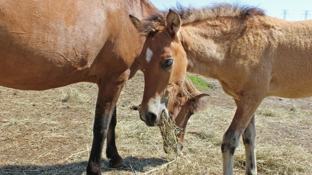 Ojibwe horses are endangered, but a few Canadian ranches are determined to keep them alive