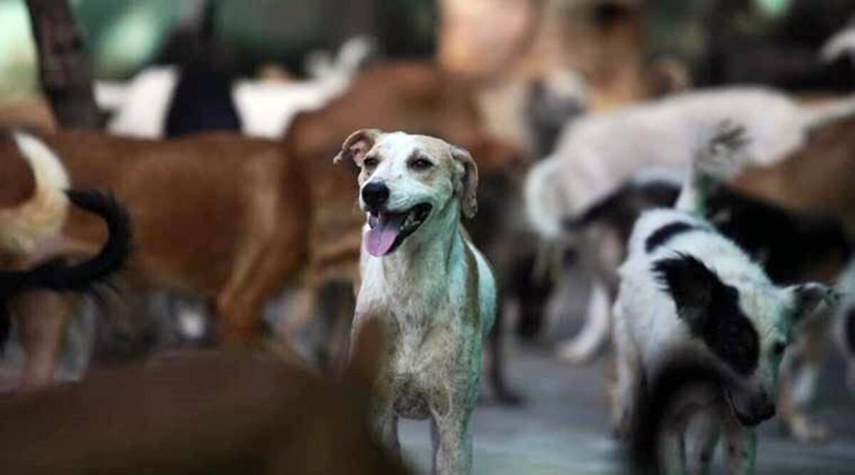 Kerala rabies deaths not due to ineffective vaccines: Central team to Union health ministry