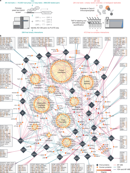 A comprehensive SARS-CoV-2–human protein–protein interactome reveals COVID-19 pathobiology and potential host therapeutic targets