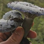 5 little-known but must-try mushrooms from China full of health benefits, Lifestyle News