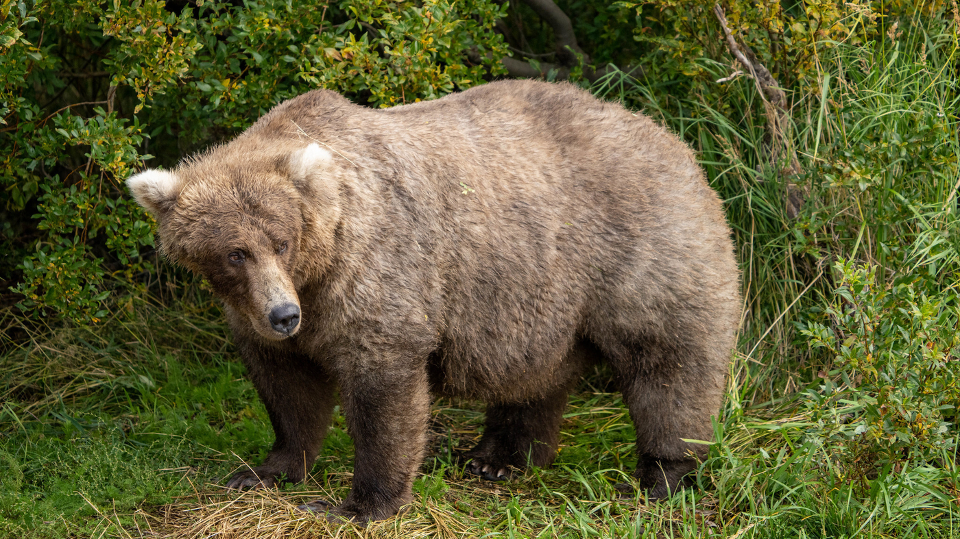 In Alaska’s Fat Bear Week election, there’s no party like a salmon party