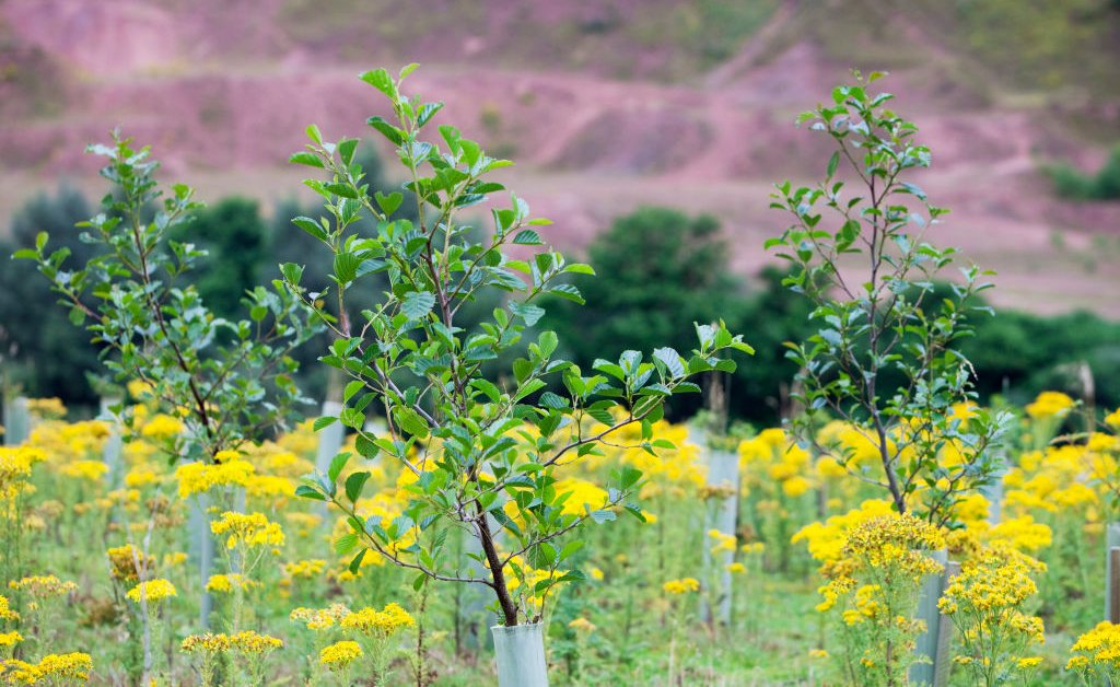 Here’s How Carbon Offsets Can Live up to Their Bold Promises