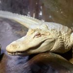 American man allegedly carried live albino alligator in suitcase at German airport: report