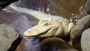 American man allegedly carried live albino alligator in suitcase at German airport: report