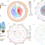 The role of transposon inverted repeats in balancing drought tolerance and yield-related traits in maize