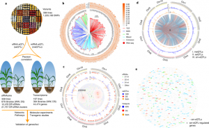 The role of transposon inverted repeats in balancing drought tolerance and yield-related traits in maize