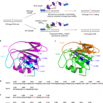 Precision mitochondrial DNA editing with high-fidelity DddA-derived base editors