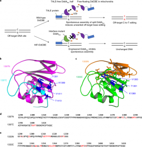 Precision mitochondrial DNA editing with high-fidelity DddA-derived base editors