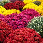 Don’t Throw Out Your Fall Mums