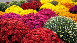 Don’t Throw Out Your Fall Mums