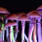 How Can One Know a Mushroom is Magical?