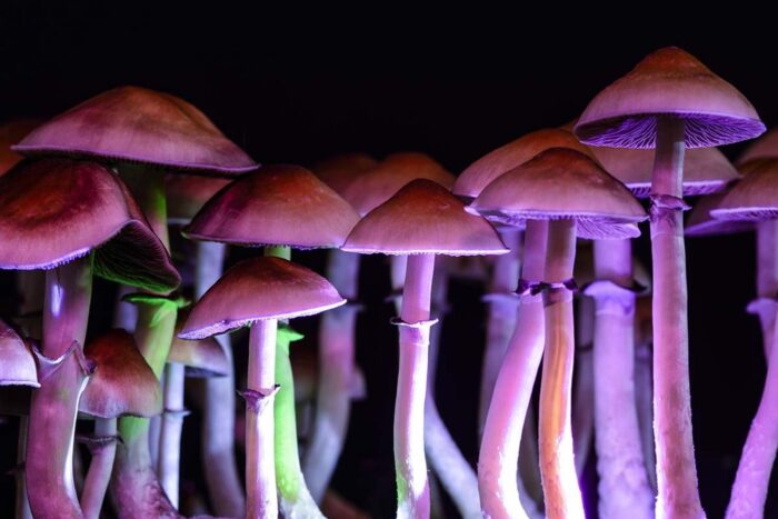 How Can One Know a Mushroom is Magical?