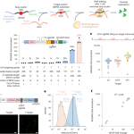 Programmable eukaryotic protein synthesis with RNA sensors by harnessing ADAR