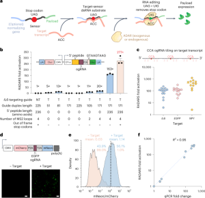 Programmable eukaryotic protein synthesis with RNA sensors by harnessing ADAR