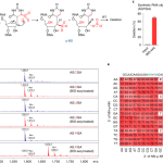 Quantitative sequencing using BID-seq uncovers abundant pseudouridines in mammalian mRNA at base resolution