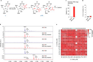 Quantitative sequencing using BID-seq uncovers abundant pseudouridines in mammalian mRNA at base resolution