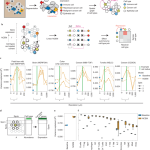 Modeling intercellular communication in tissues using spatial graphs of cells