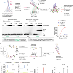 Targeting MYC with modular synthetic transcriptional repressors derived from bHLH DNA-binding domains