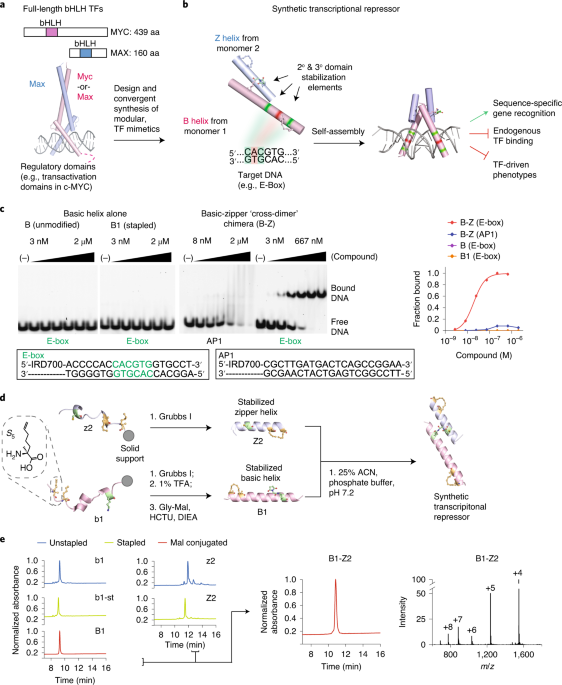 Targeting MYC with modular synthetic transcriptional repressors derived from bHLH DNA-binding domains