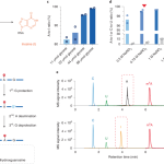 Absolute quantification of single-base m6A methylation in the mammalian transcriptome using GLORI