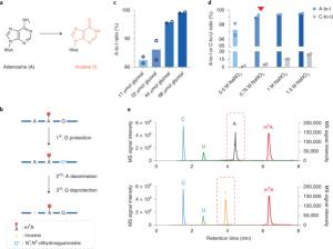 Absolute quantification of single-base m6A methylation in the mammalian transcriptome using GLORI