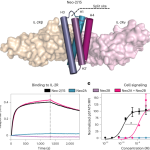 A split, conditionally active mimetic of IL-2 reduces the toxicity of systemic cytokine therapy