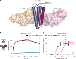 A split, conditionally active mimetic of IL-2 reduces the toxicity of systemic cytokine therapy