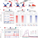 Multifactorial profiling of epigenetic landscapes at single-cell resolution using MulTI-Tag