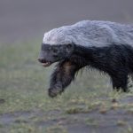 Watch A Honey Badger Fight 3 Leopards In ‘Unbelievable Battle’ For Survival