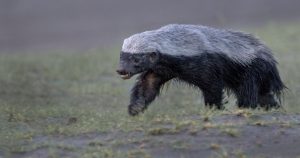 Watch A Honey Badger Fight 3 Leopards In ‘Unbelievable Battle’ For Survival