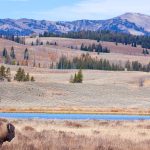 Yellowstone: 150 Years Young