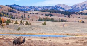 Yellowstone: 150 Years Young