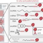 Spatial total RNA-sequencing maps coding, noncoding and viral RNAs in tissues