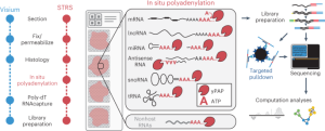 Spatial total RNA-sequencing maps coding, noncoding and viral RNAs in tissues