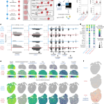 Spatial mapping of the total transcriptome by in situ polyadenylation