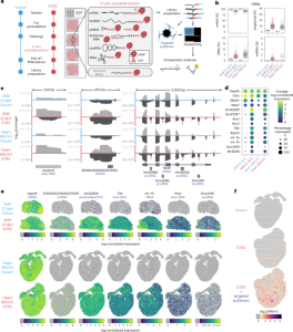 Spatial mapping of the total transcriptome by in situ polyadenylation