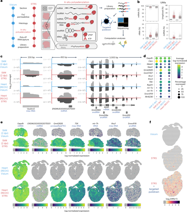 Spatial mapping of the total transcriptome by in situ polyadenylation