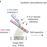 Synthetic biologics provide a path to target bHLH transcription factors