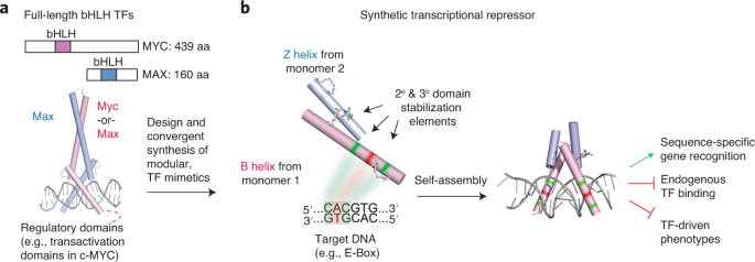 Synthetic biologics provide a path to target bHLH transcription factors