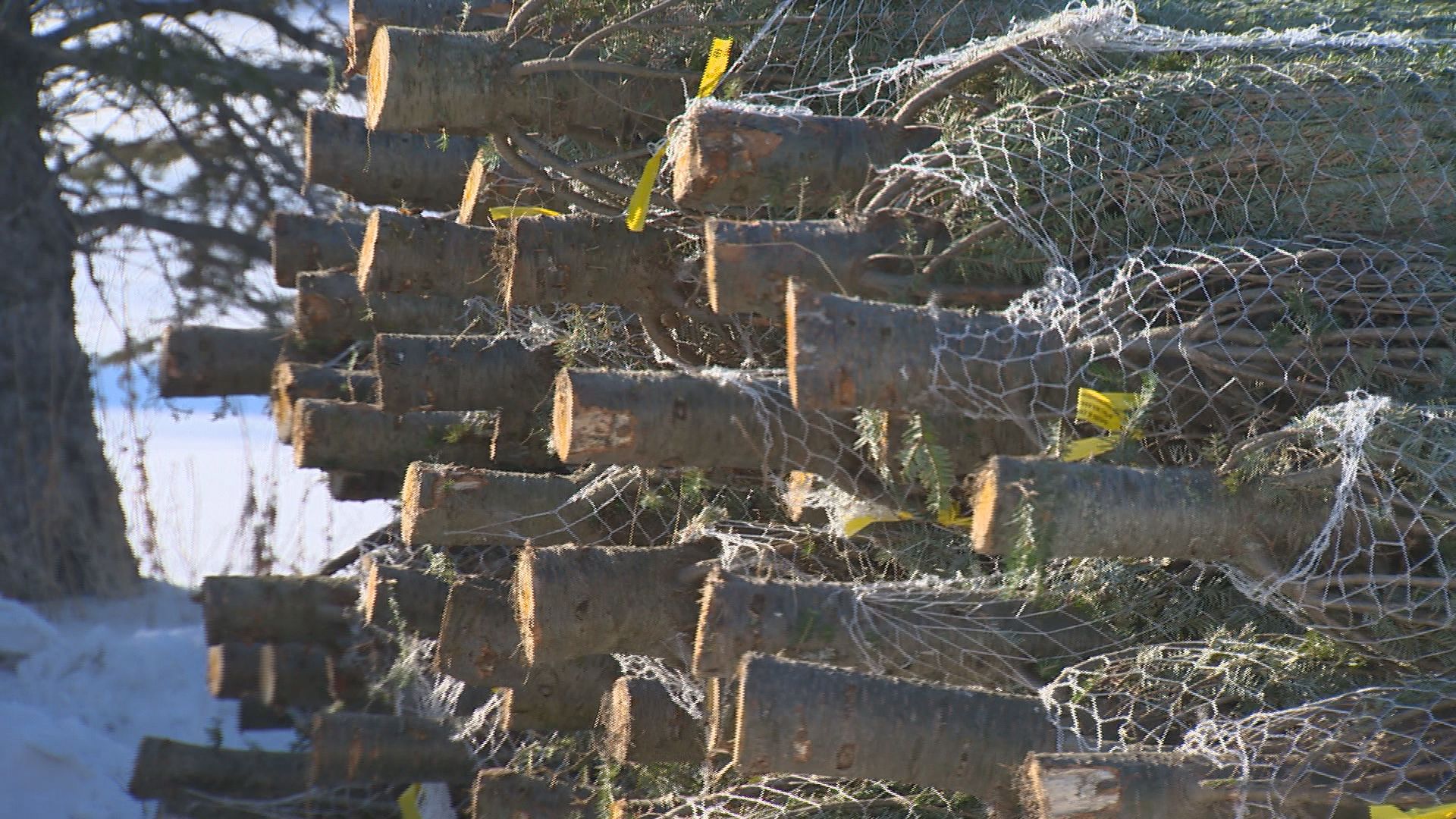 Winnipeg Christmas tree supply to meet demand this year despite North American shortage: supplier