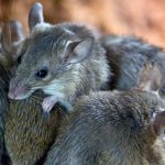 Gene drive technology under development by University of Adelaide to combat invasive mice numbers