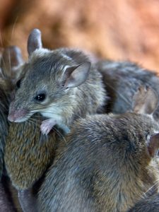 Gene drive technology under development by University of Adelaide to combat invasive mice numbers