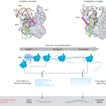 An engineered T7 RNA polymerase that produces mRNA free of immunostimulatory byproducts